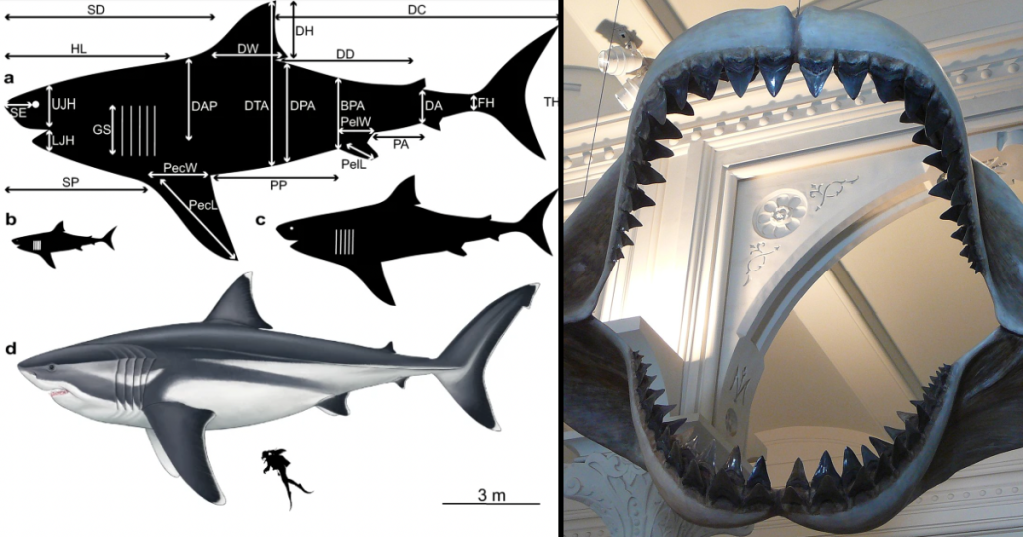 It's Hard To Grasp How Big Megalodon Actually Was
