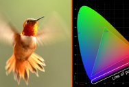 Why Hummingbirds Can See A Color Spectrum That Humans Cannot