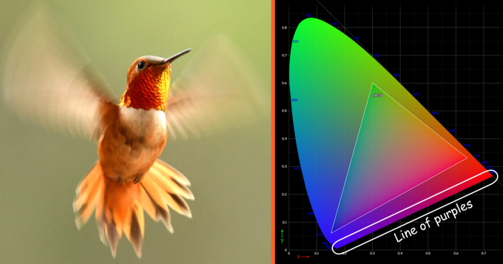 Why Hummingbirds Can See A Color Spectrum That Humans Cannot