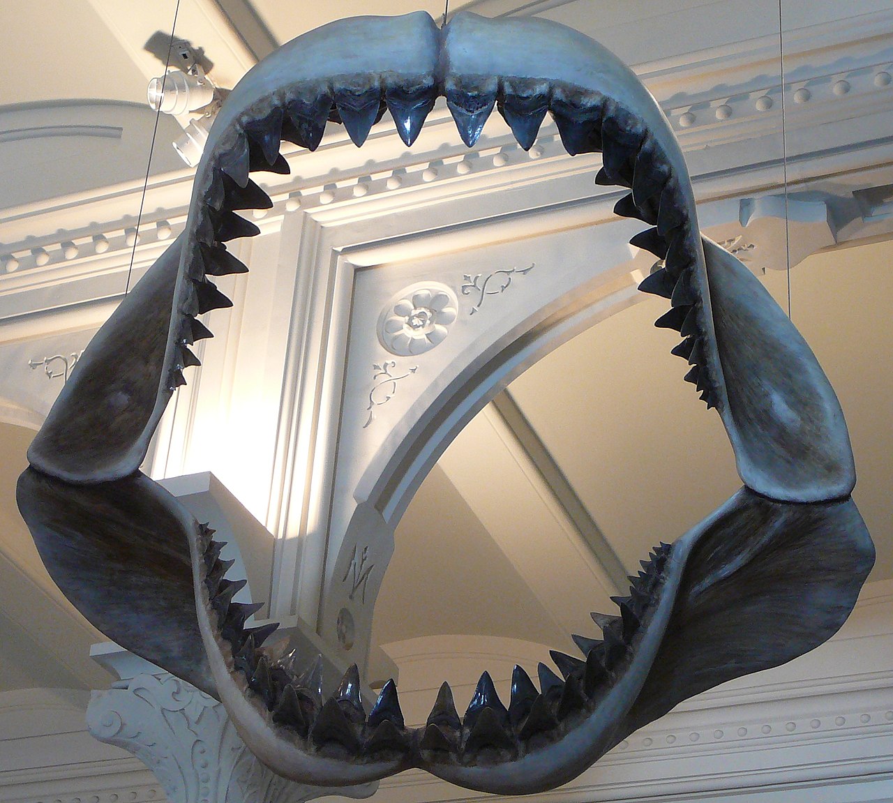 Megalodon shark jaws museum of natural history 068 Its Hard To Grasp How Big Megalodon Actually Was