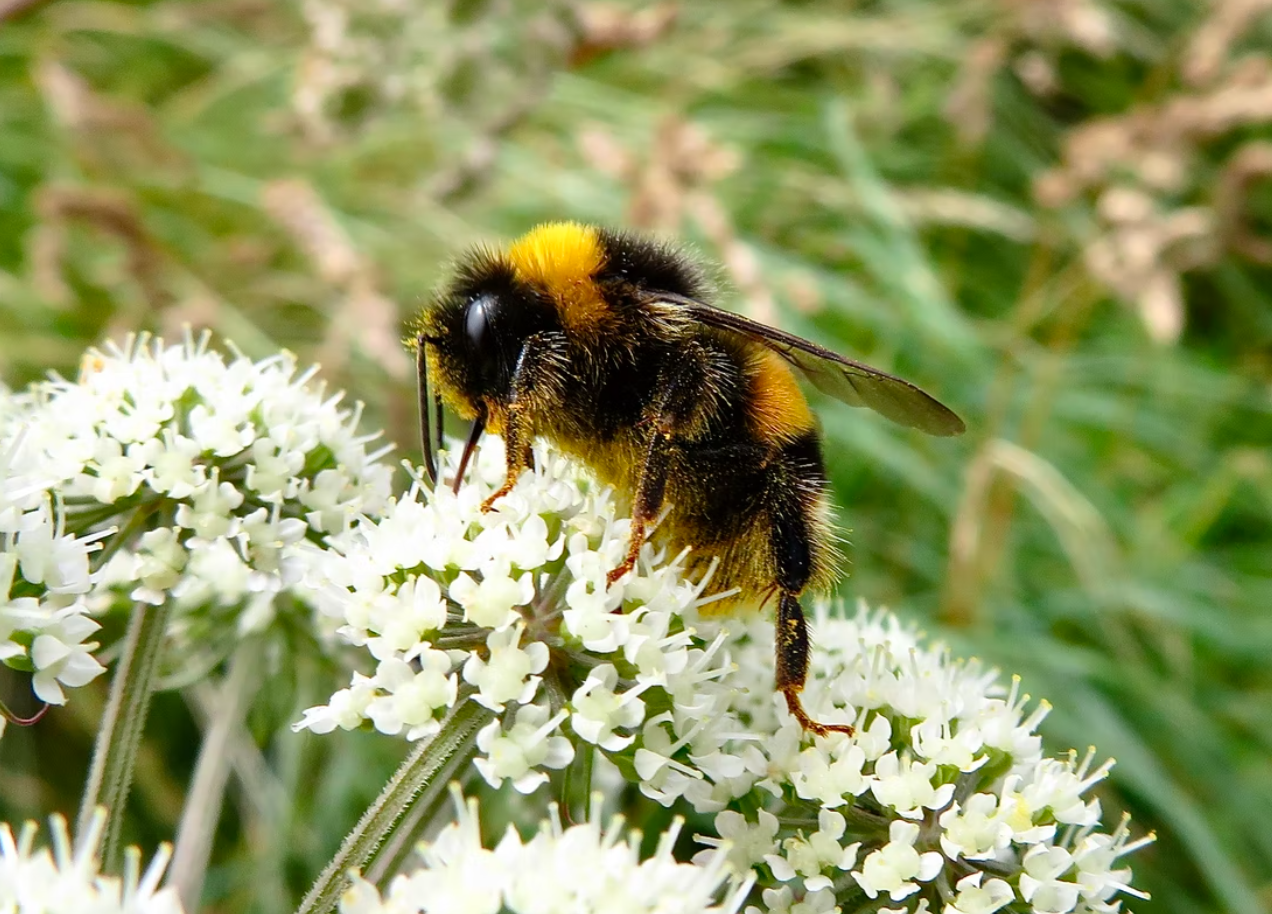 California Court Rules That Bumblebees Are Fish. Here’s Why That’s A ...