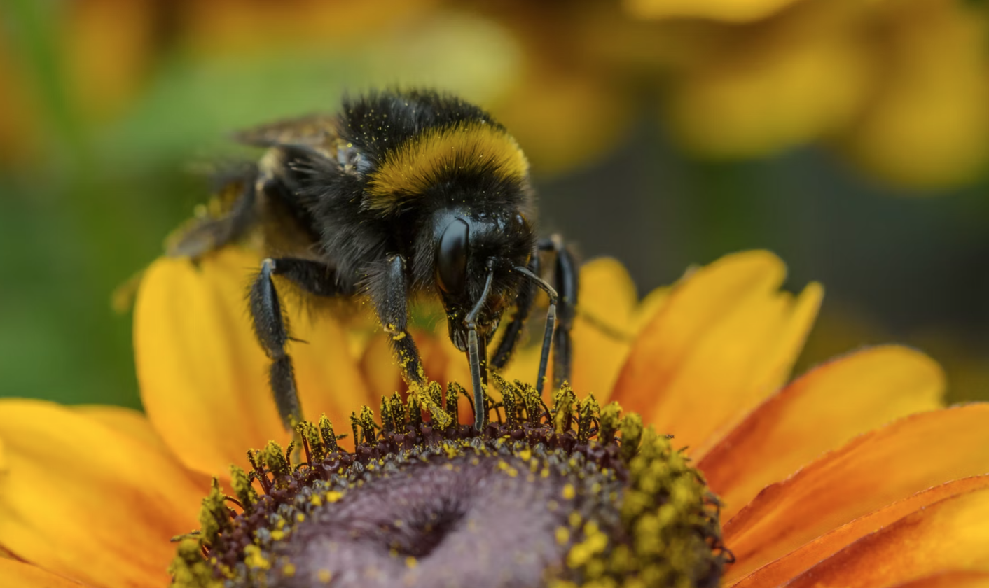 California Court Rules That Bumblebees Are Fish. Here’s Why That’s A ...