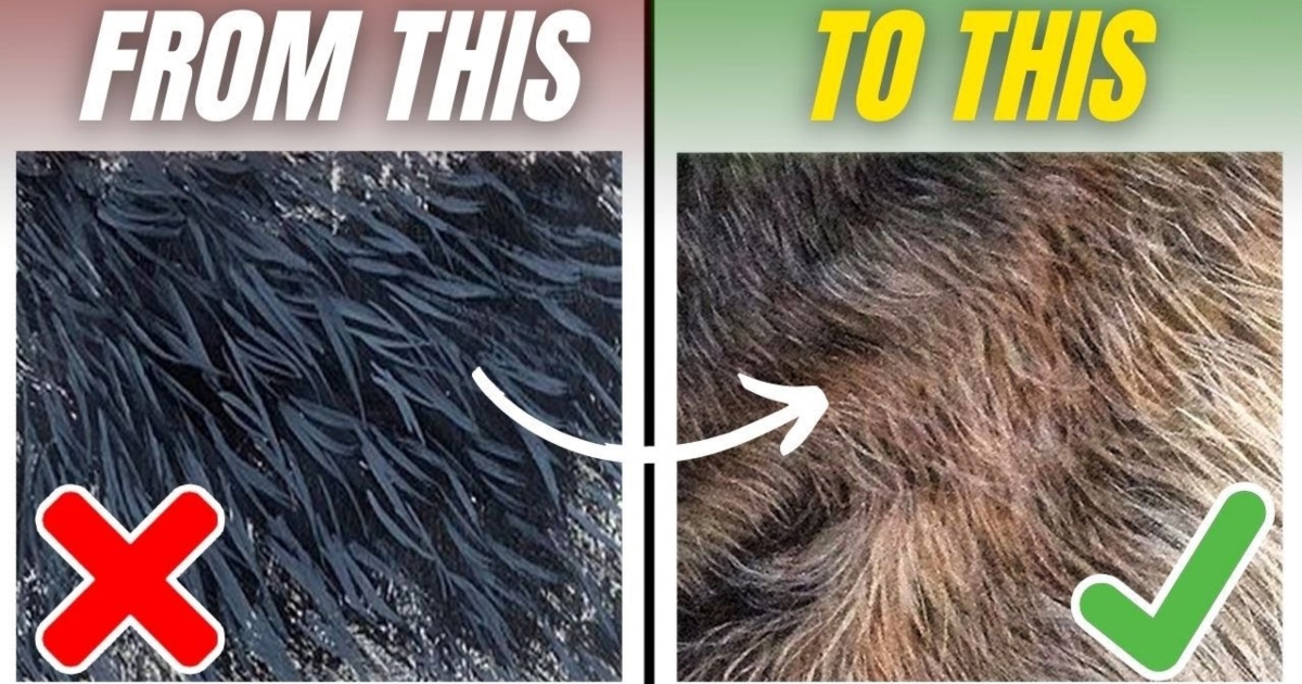 How to Paint Realistic-Looking Fur