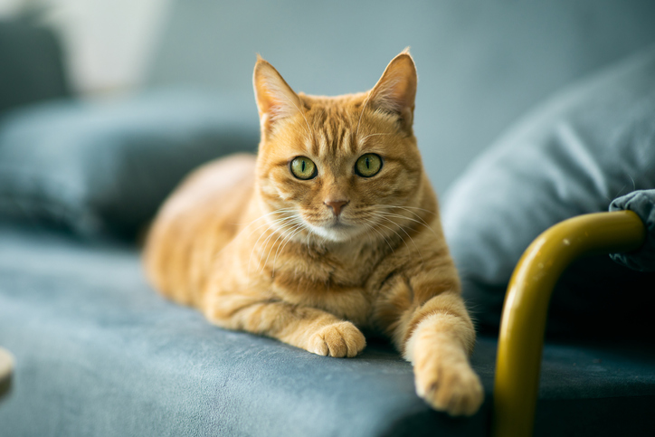 iStock 1290233518 How To Make Your Cat More Comfortable In Your Home