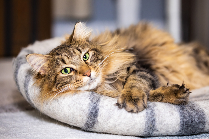 iStock 1298824982 How To Make Your Cat More Comfortable In Your Home
