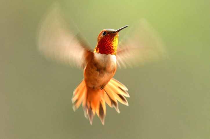 iStock 1301435373 Why Hummingbirds Can See A Color Spectrum That Humans Cannot