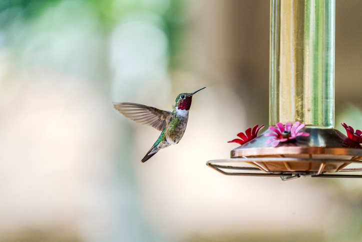 iStock 1328935390 Why Hummingbirds Can See A Color Spectrum That Humans Cannot