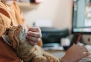 How To Make Your Cat More Comfortable In Your Home