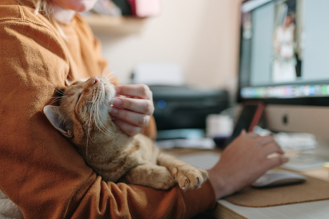 iStock 1345473066 How To Make Your Cat More Comfortable In Your Home