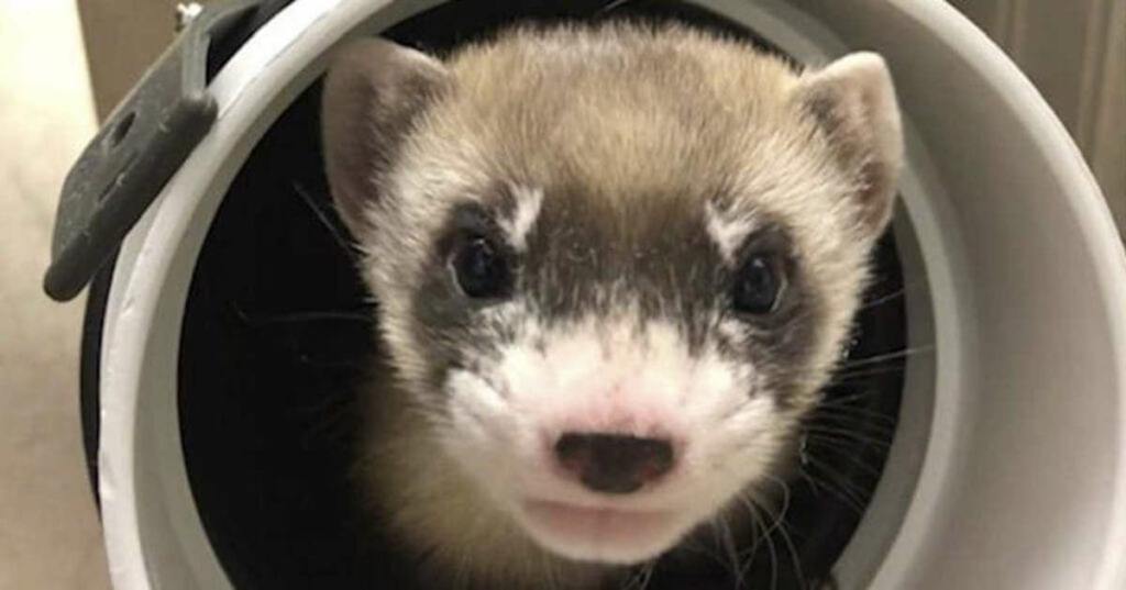 An Endangered Ferret Was Cloned and Brought Back to Life After 33 Years