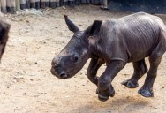 Baby Rhinoceros Comes Running Whenever He Hears His Name