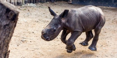 Baby Rhinoceros Comes Running Whenever He Hears His Name