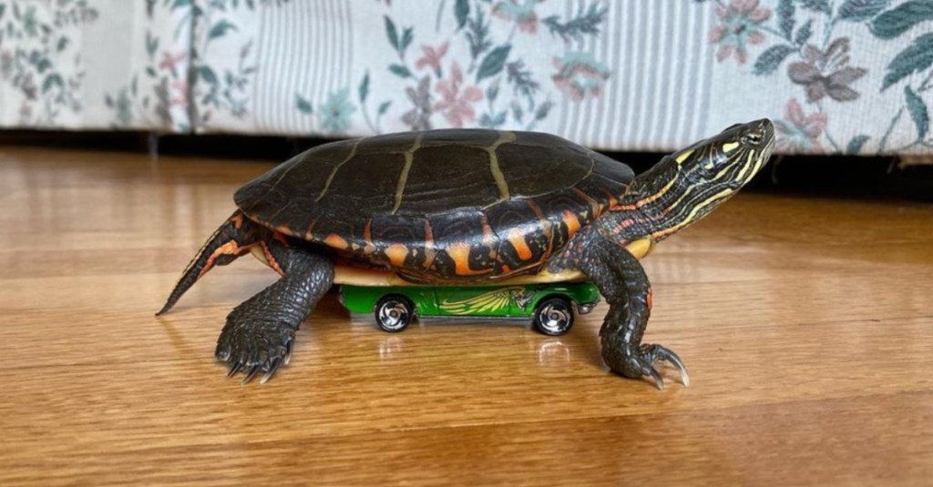 This Turtle Likes to Ride Around the House on Top of a Hot Wheels Car