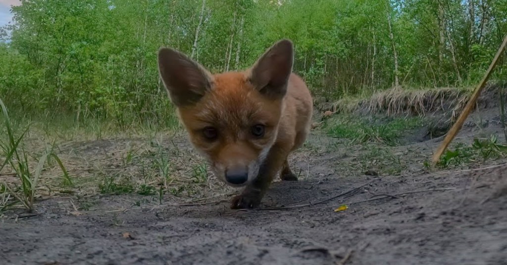 Adorable Baby Foxes Investigate a GoPro Camera