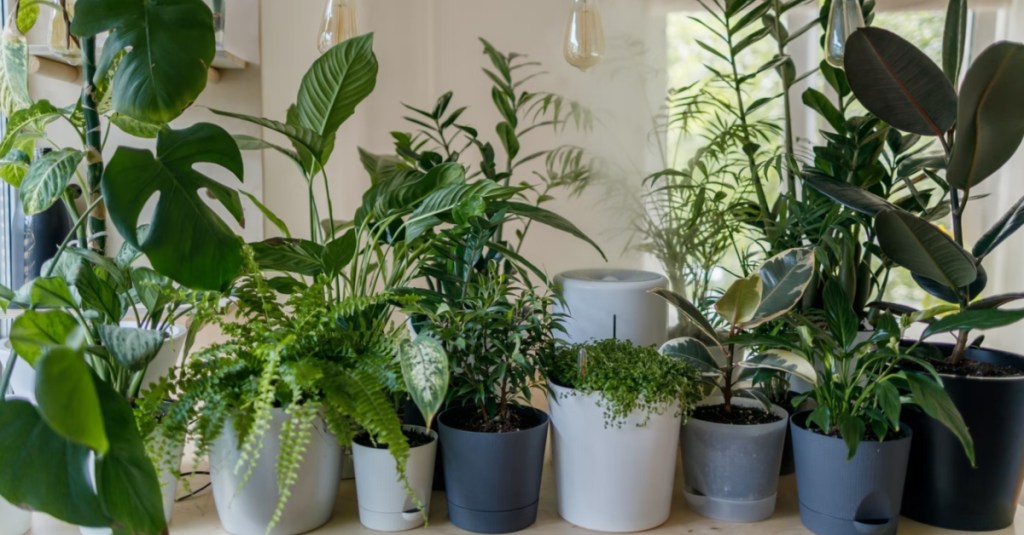 How to Pick Out the Healthiest Houseplants