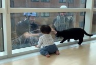 Toddler and His Cat Are Fascinated by Watching Window Washers