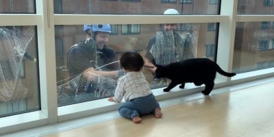 Toddler and His Cat Are Fascinated by Watching Window Washers