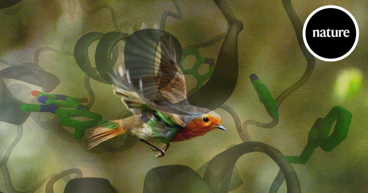 Here's How Quantum Mechanics Help Birds Find Their Way Around Our World