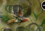 Here’s How Quantum Mechanics Help Birds Find Their Way Around Our World