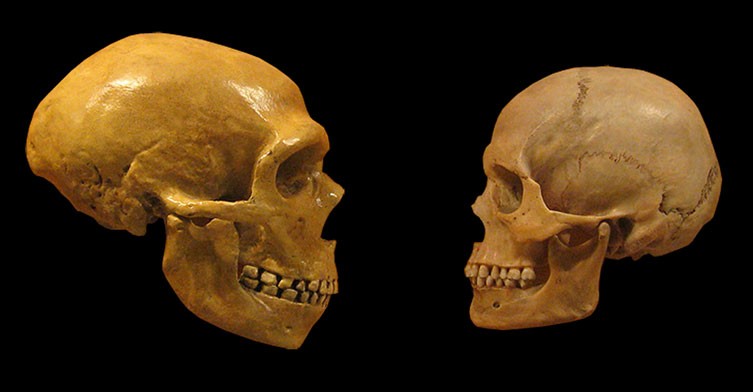 neanderthal homo sapiens skull comparisons on black two column.jpg.thumb .768.768 How Newly Discovered Ancient Footprints Are Changing The Way Scientists Think About Early Human Migration