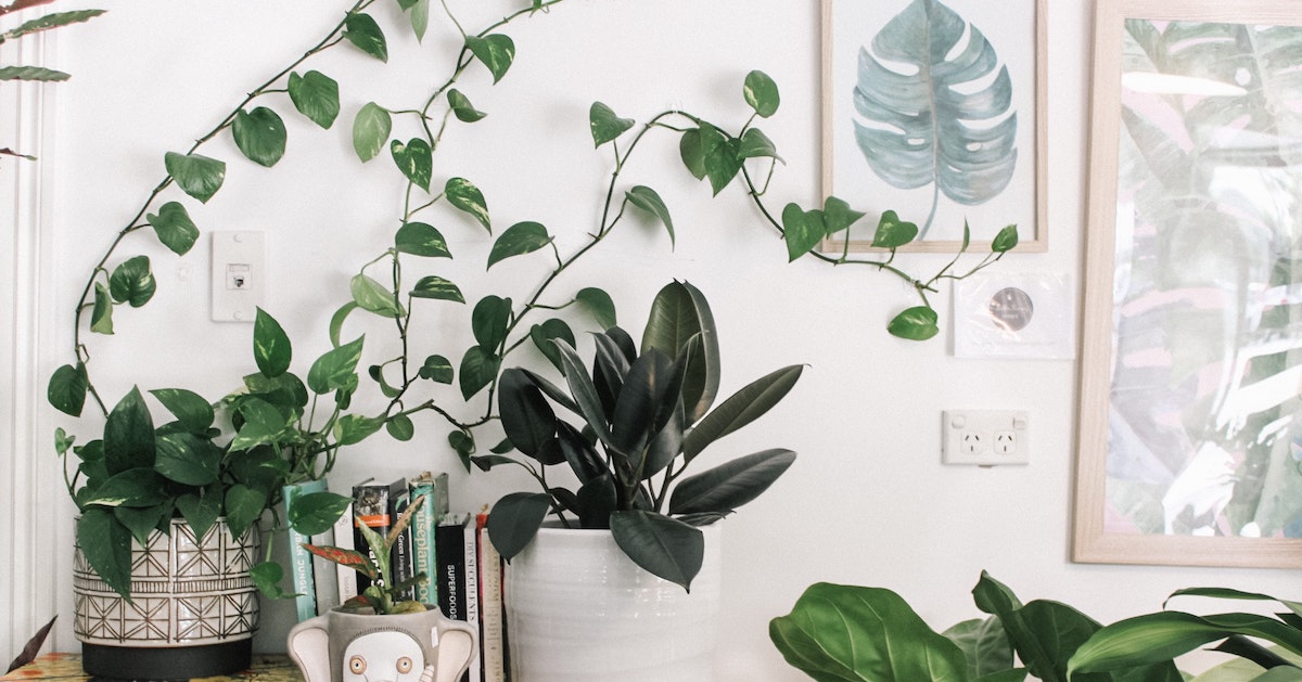 5 Interesting Way That Plants Can Communicate » TwistedSifter