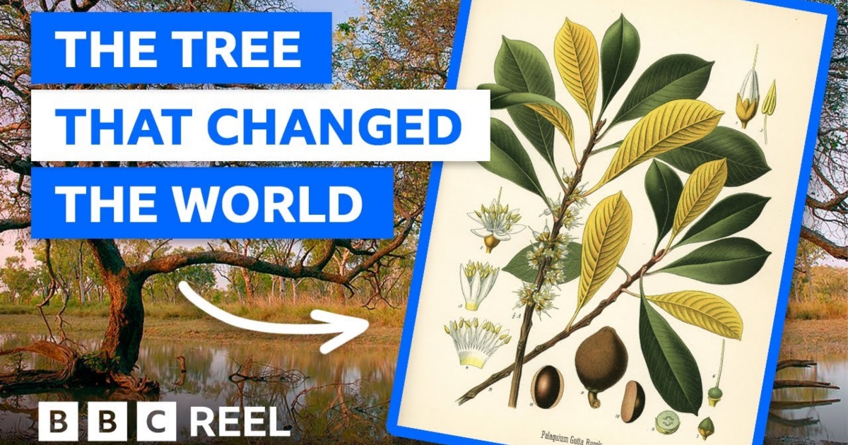 Tree Less Known Discover the Little-Known Tree That Changed the World - TwistedSifter