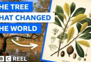 Discover the Little-Known Tree That Changed the World