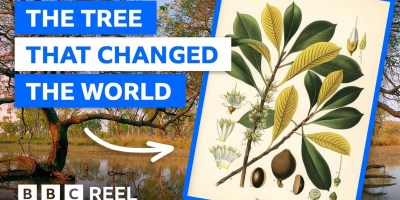 Discover the Little-Known Tree That Changed the World