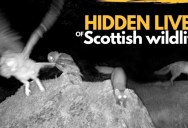 Amazing Scottish Wildlife Caught on Hidden Camera