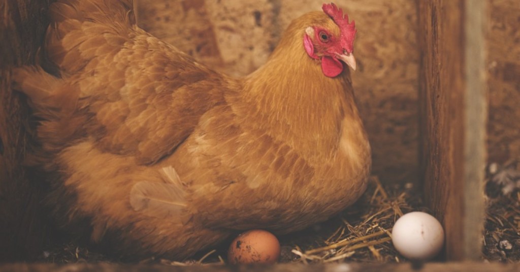 Researchers Say That the Chicken (Or the Egg) First Came From This Spot