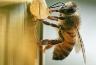 6 Things You Can Do to Help Save the Bees