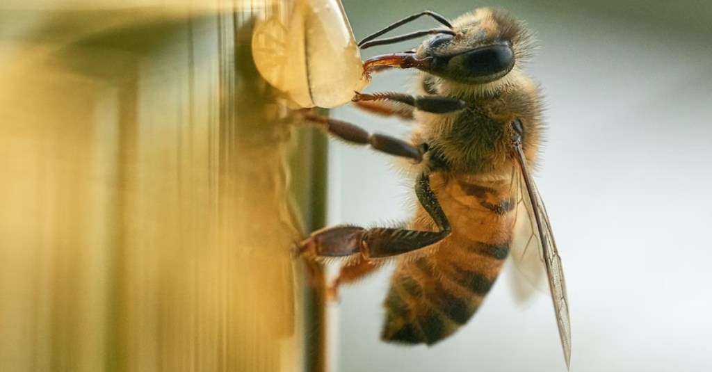 6 Things You Can Do to Help Save the Bees