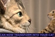 Turn Your Cat’s Face Into a Realistic Mask