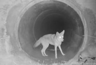 Video Shows a Coyote Waiting for a Badger So They Can Cross the Highway Together