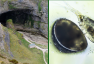 These Tiny, Rare Creatures Live Inside A Famous Whiskey-Smuggler Caves