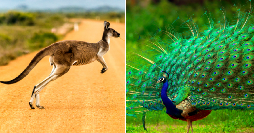 Here Are A Few Reasons Animals Have Tails