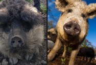 Meet the Mangalitsa: A Pig That Looks Like a Sheep and Acts Like a Dog