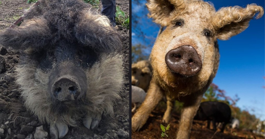 Meet the Mangalitsa: A Pig That Looks Like a Sheep and Acts Like a Dog