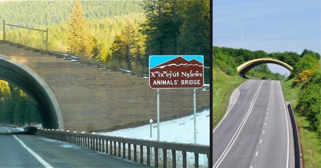 Bridges That Allows Animals to Safely Cross Freeways Are Being Built All Over the World