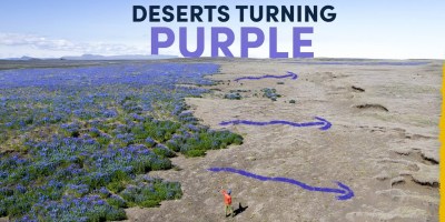 Why Iceland's Deserts Are Turning Purple