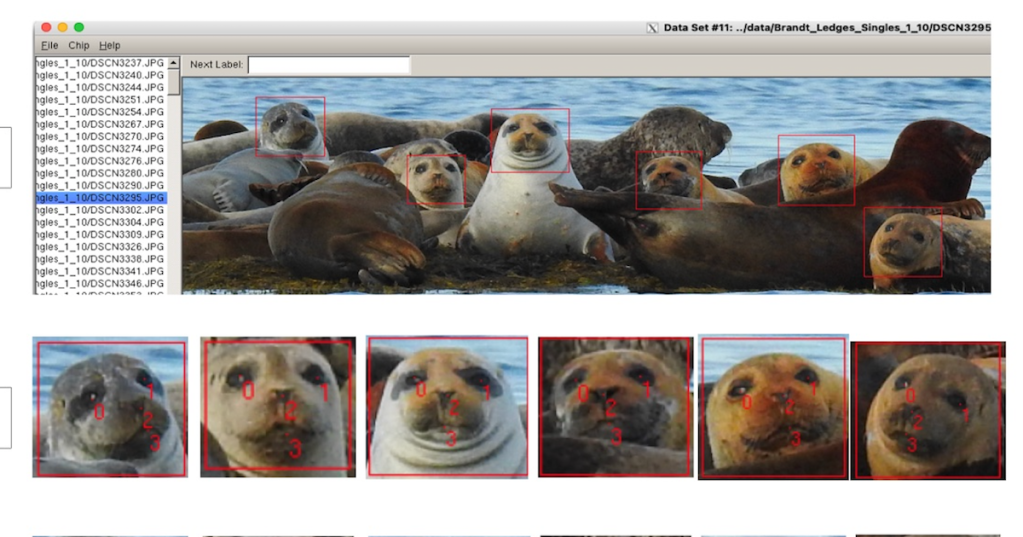 It Turns Out That Facial Recognition Works on Seals