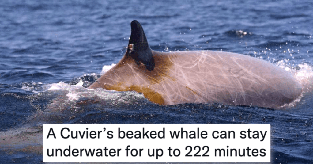 11 Facts That Will Entertain and Surprise You