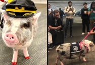 Meet the World’s First Airport Therapy Pig