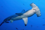 Why Hammerhead Sharks Evolved To Have That Specific Head Shape