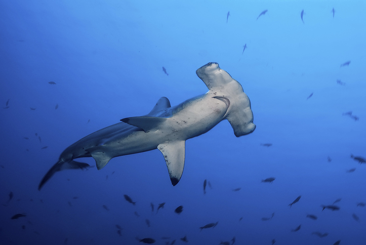 iStock 1303691694 Why Hammerhead Sharks Evolved To Have That Specific Head Shape