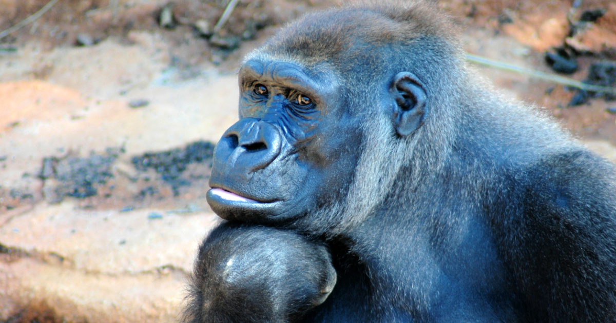 The Special Call Captive Gorillas Use To Talk To Their Zookeepers ...