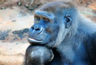The Special Call Captive Gorillas Use To Talk To Their Zookeepers