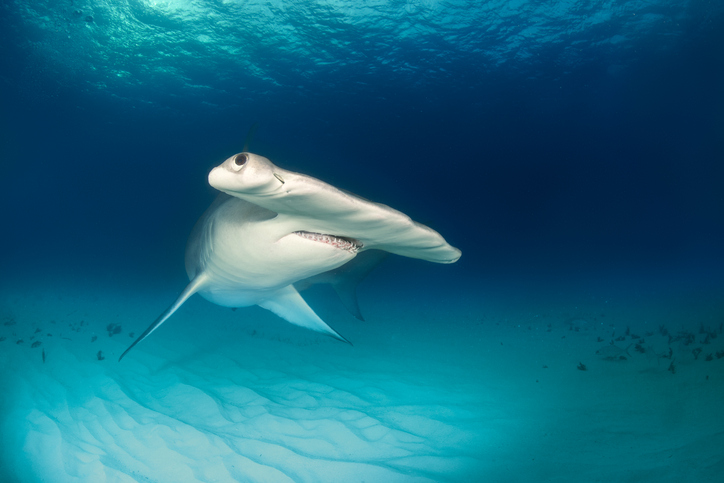 iStock 543350584 Why Hammerhead Sharks Evolved To Have That Specific Head Shape