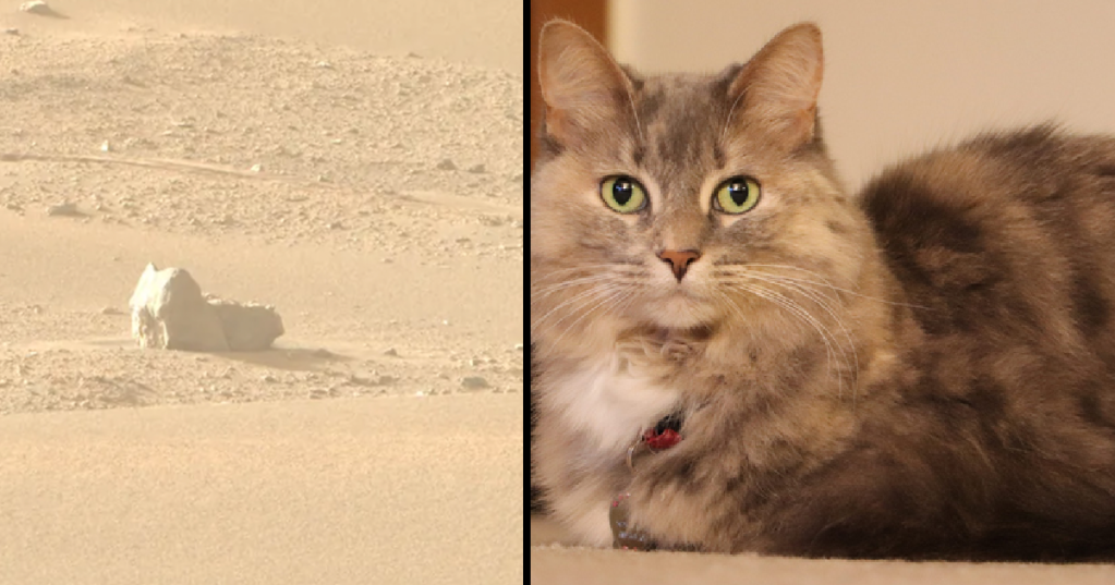 The Perseverance Rover Spies What Appears To Be A Cat On Mars
