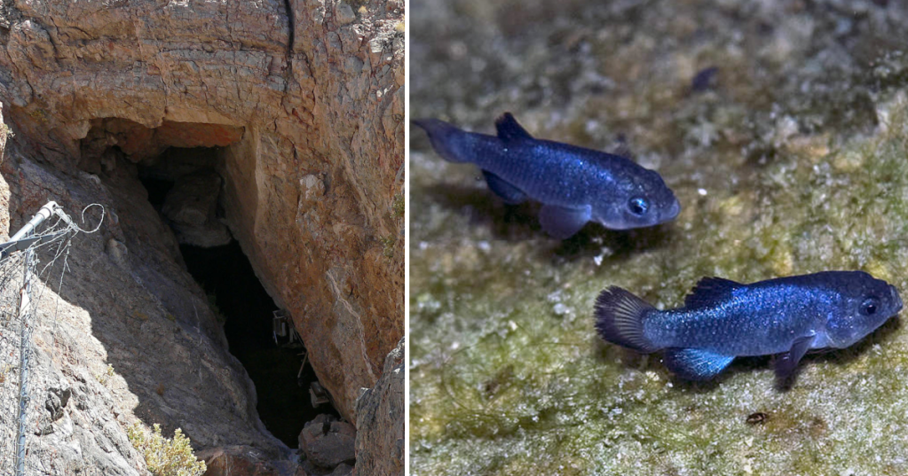 How An Earthquake In Mexico Affected The World's Rarest Fish A Thousand Miles Away